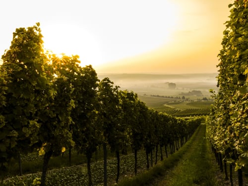 Vines and villas: Where to go for a wine holiday with SPL Villas